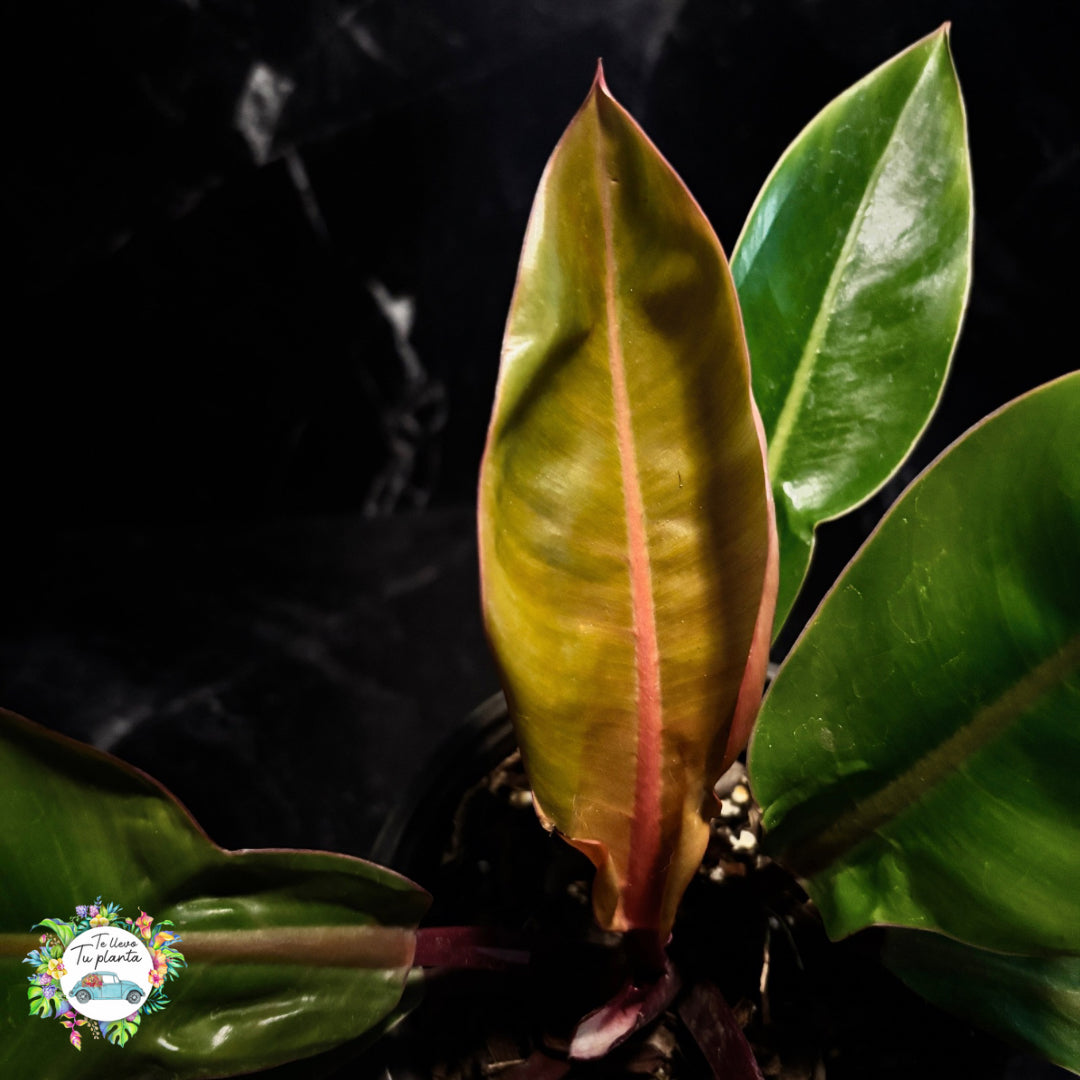 Philodendron Prince of Orange “6