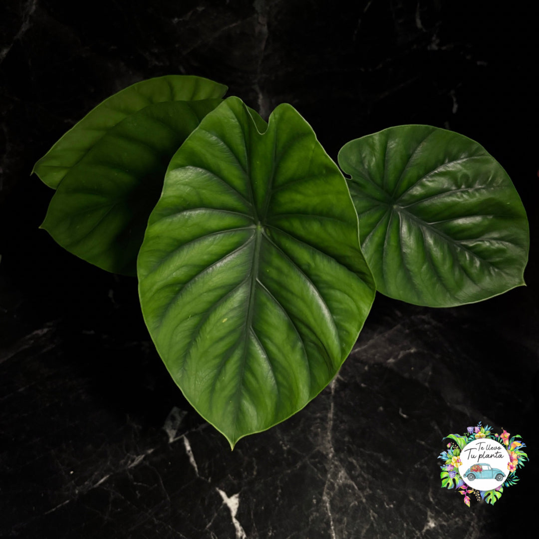 Alocasia Clypeloata "Green Shield" “6