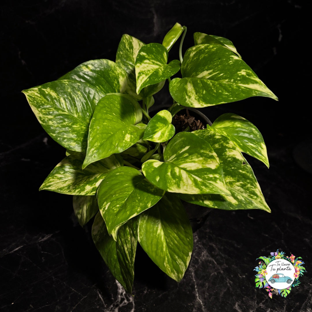 Pothos Hawaiian | Epipremnum Aureum Hawaiian "5