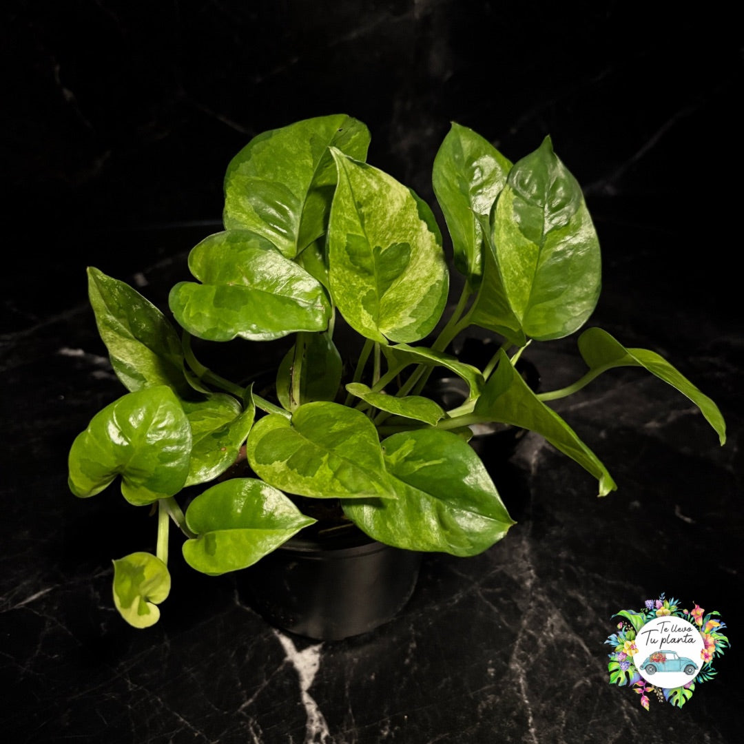 Pothos Emerald| Epipremnum Aureum Emerald “5