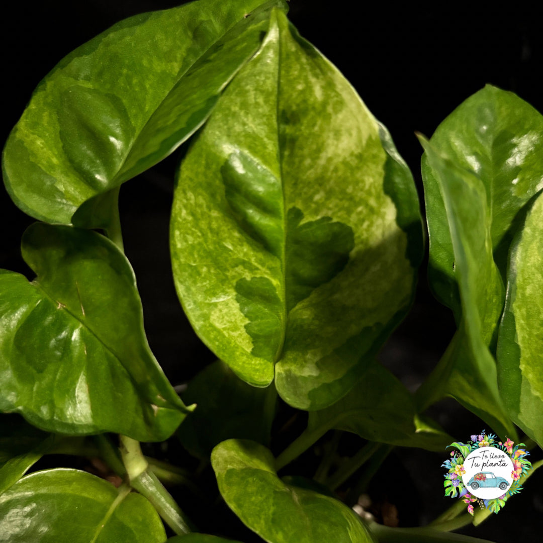 Pothos Emerald| Epipremnum Aureum Emerald “5