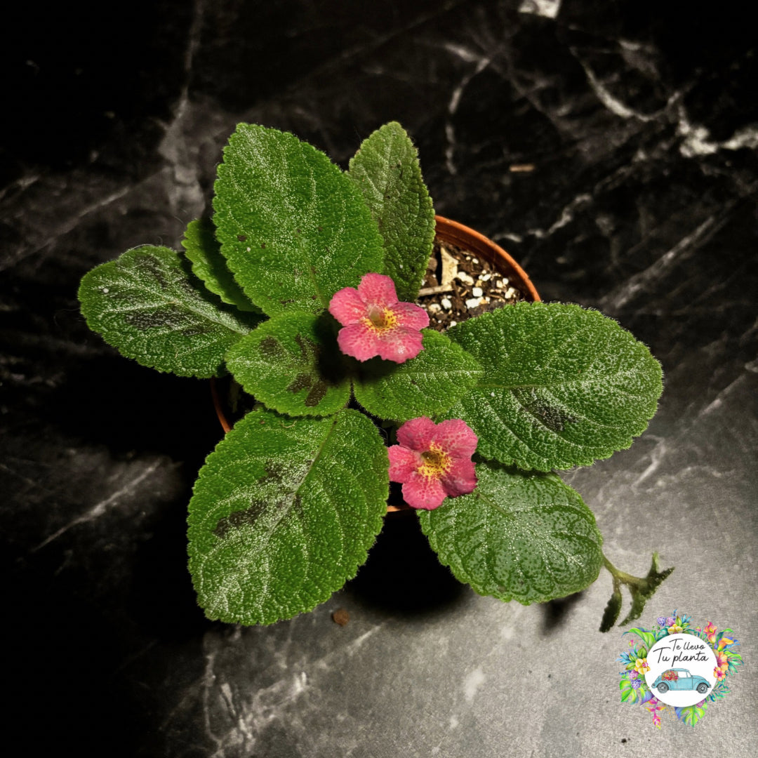 Episcia Sunrise “4