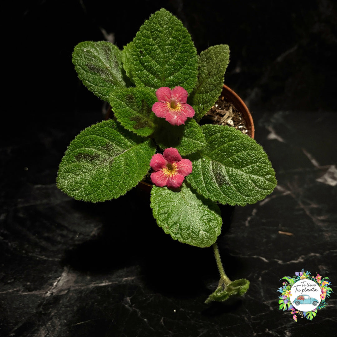 Episcia Sunrise “4