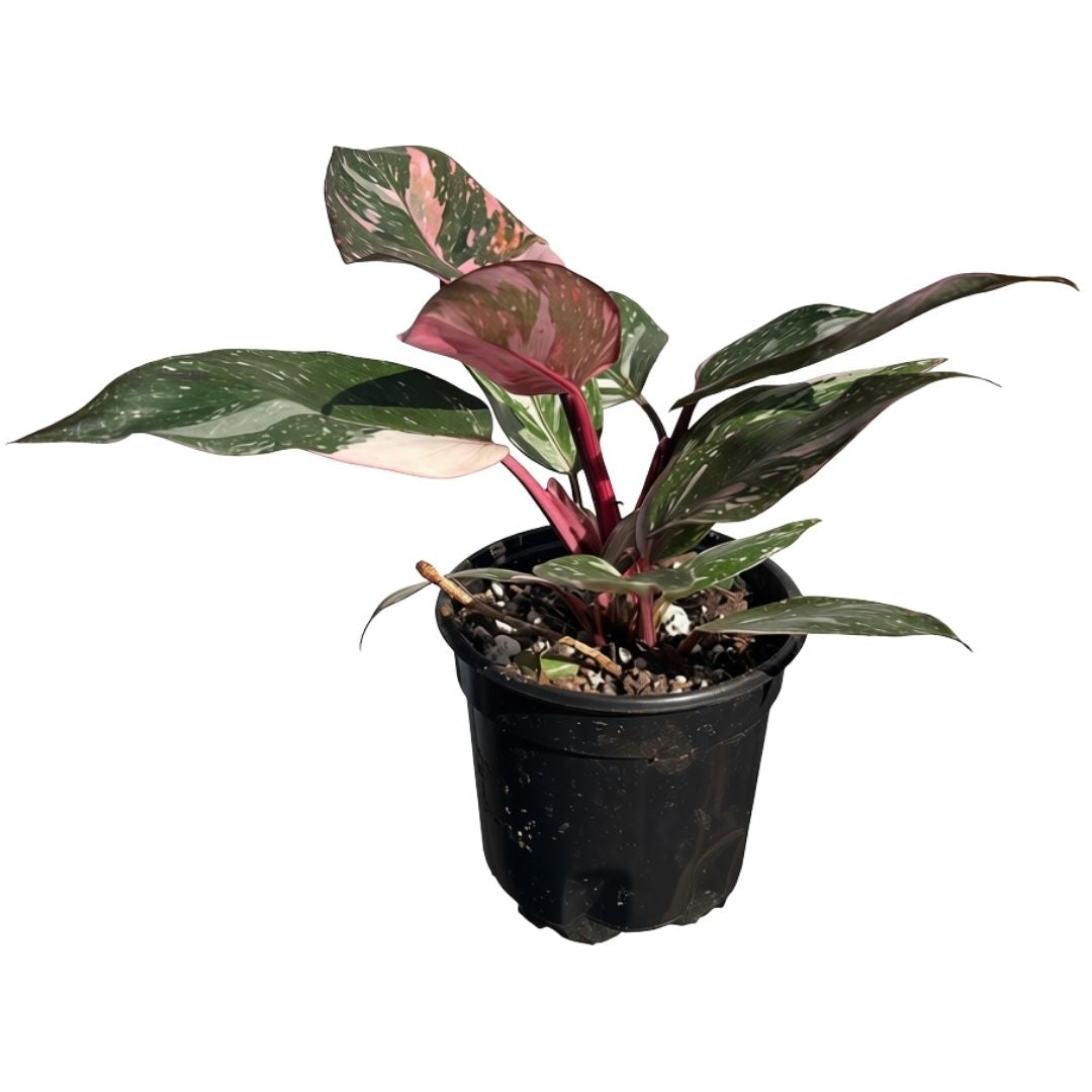 Philodendron Pink Princess Marble "4
