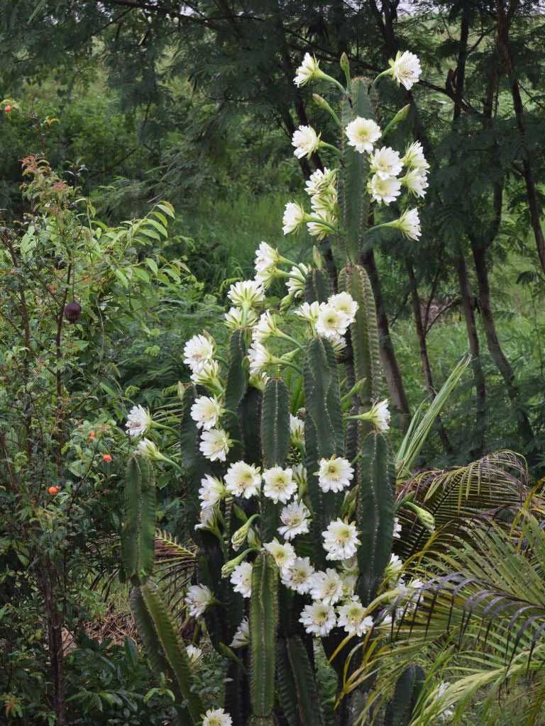 Cereus Jamacaru “5