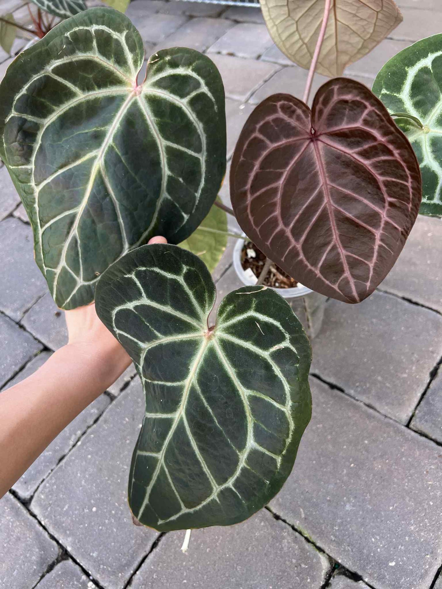 Anthurium Red Crystallinum X Michelle Zara