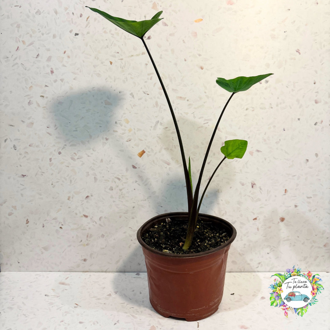 Colocasia Tea Cup “5