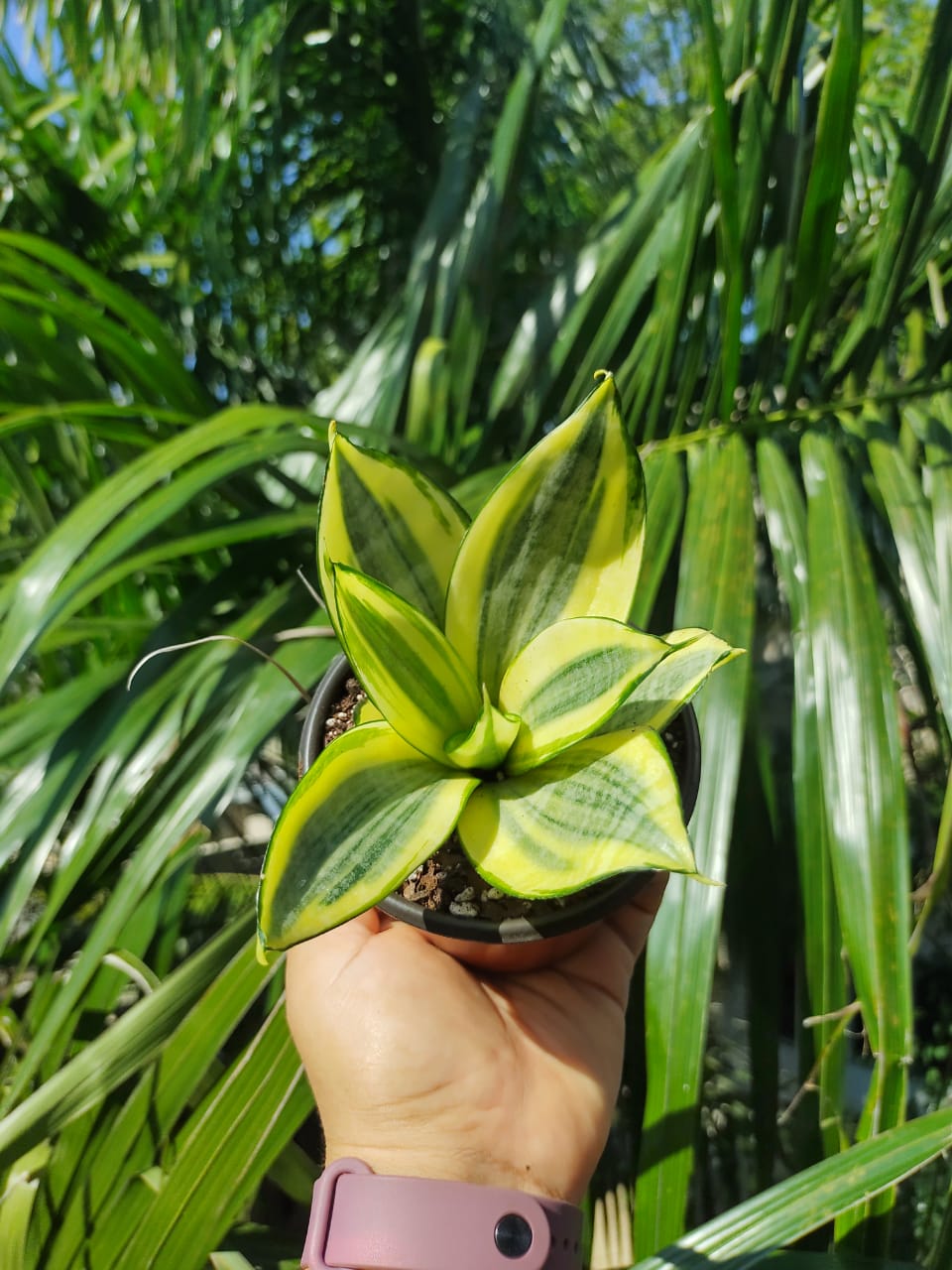 Sansevieria Trifasciata Hahnii Golden “4