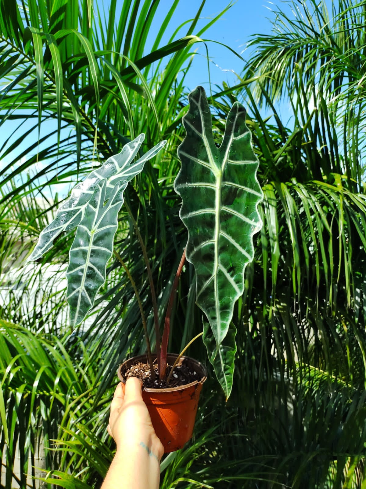 Alocasia Amazonica “6