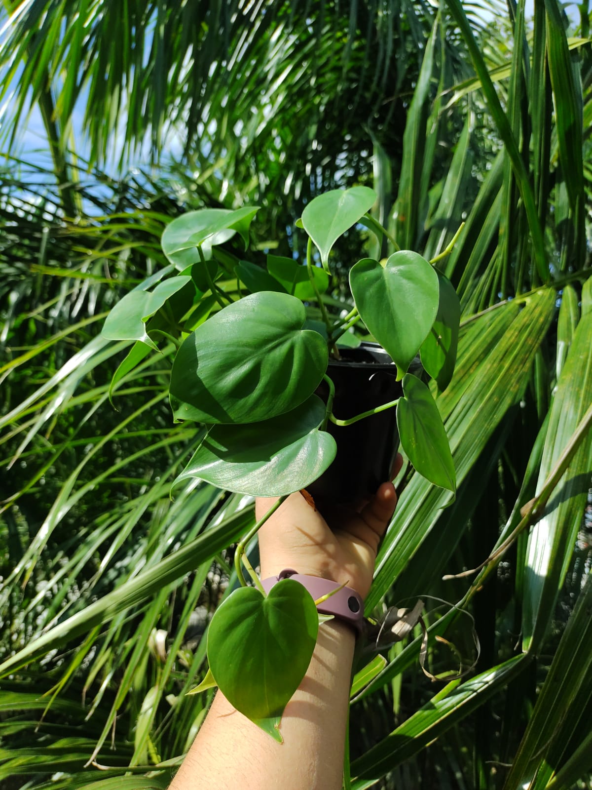Philodendron Cordatum (hederaceum) “5