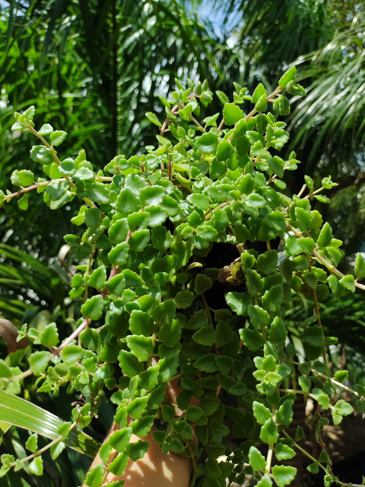 Plectranthus Prostratus
