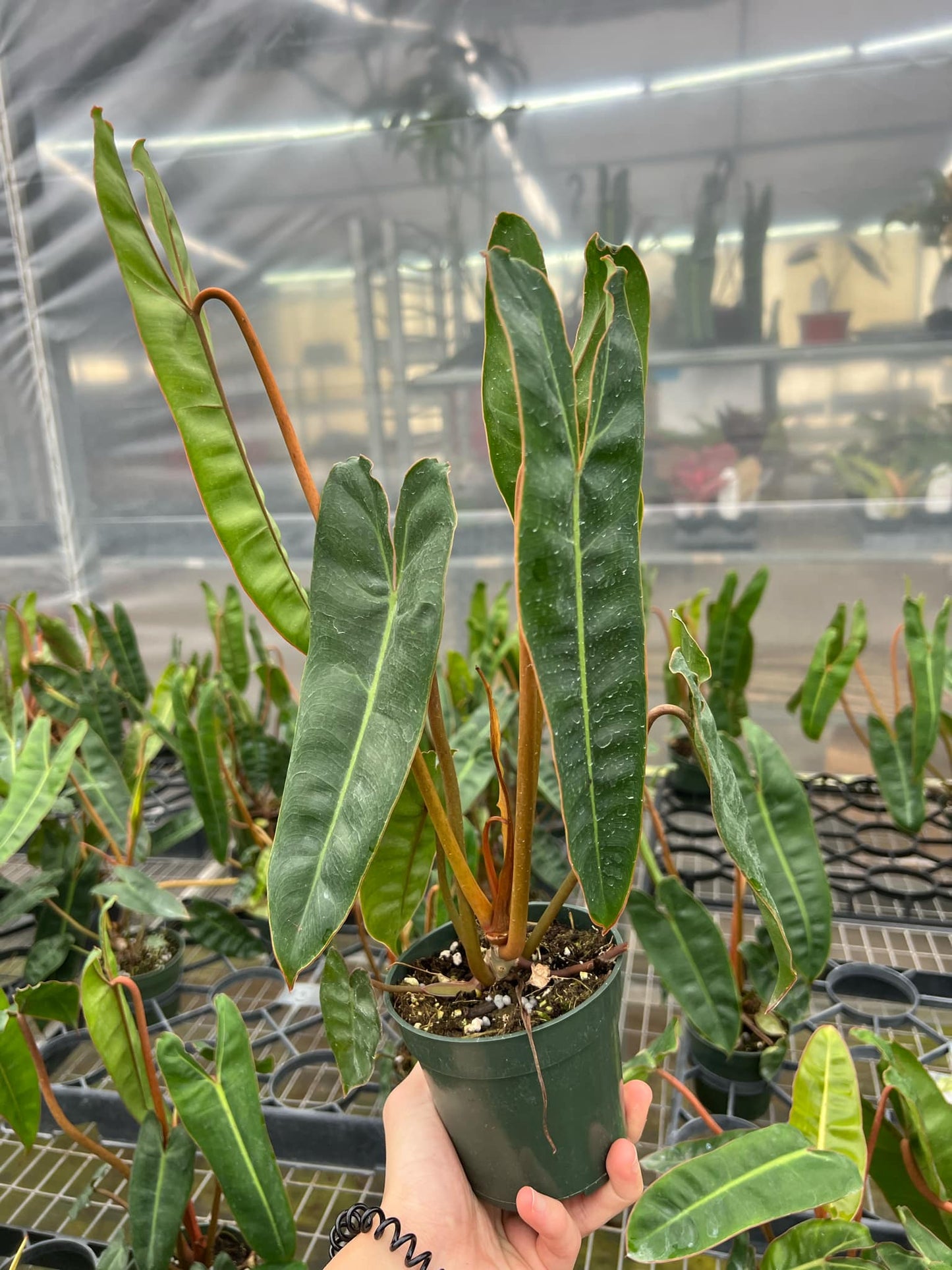 Philodendron Billietiae "4 (Hoja XL)