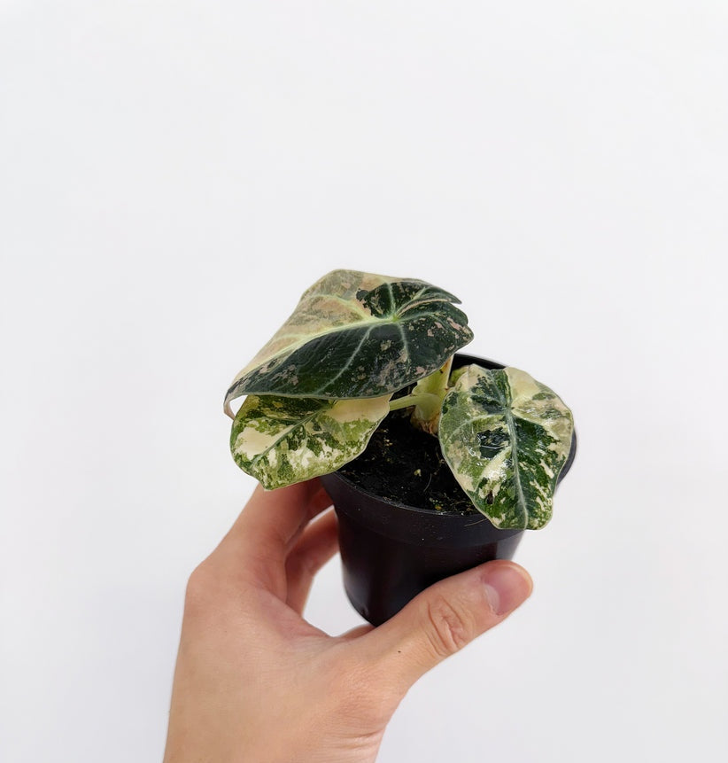 Alocasia Black Velvet Pink Variegada "4