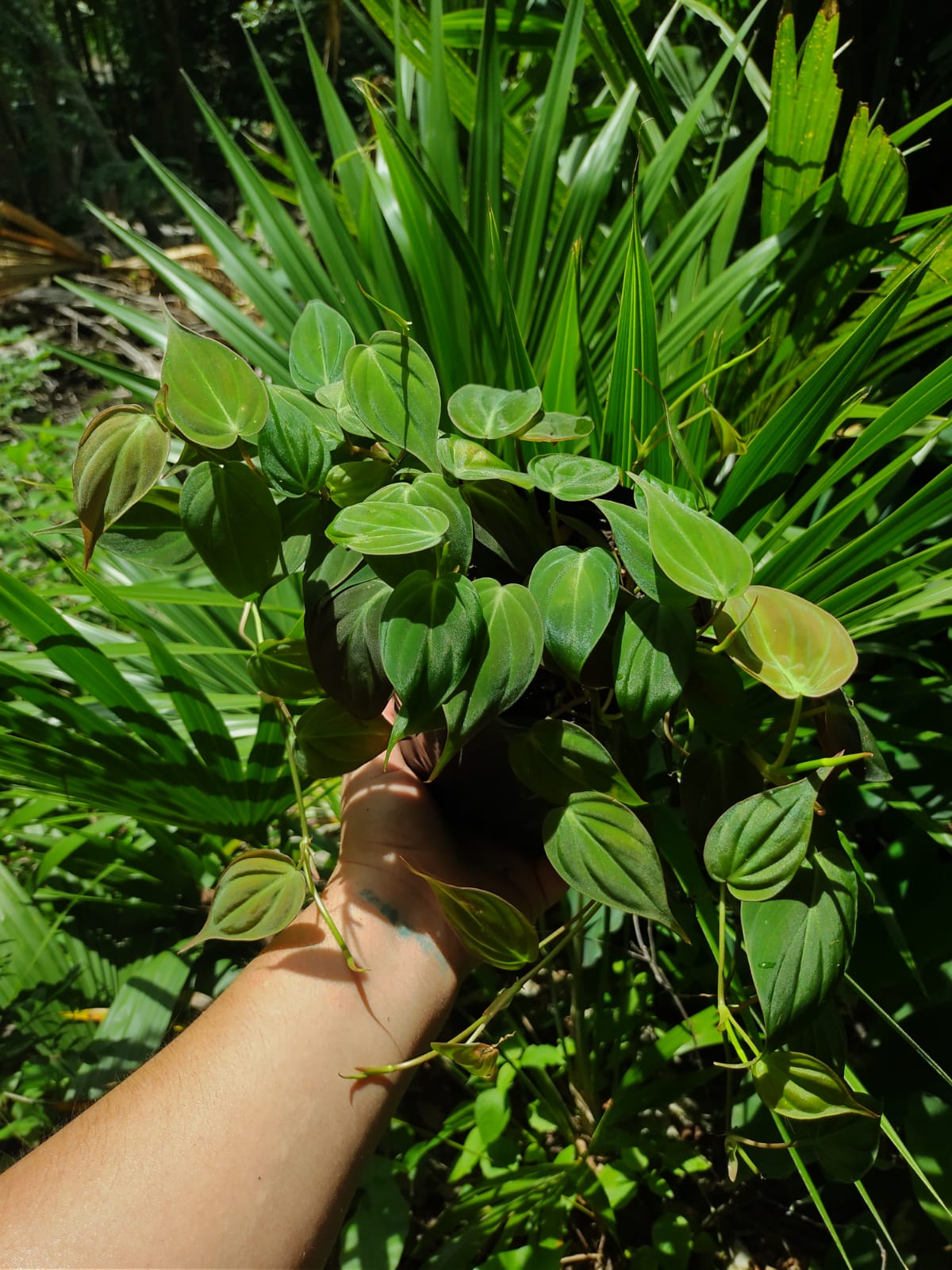 Paquete 10 pzas Philodendron Micans