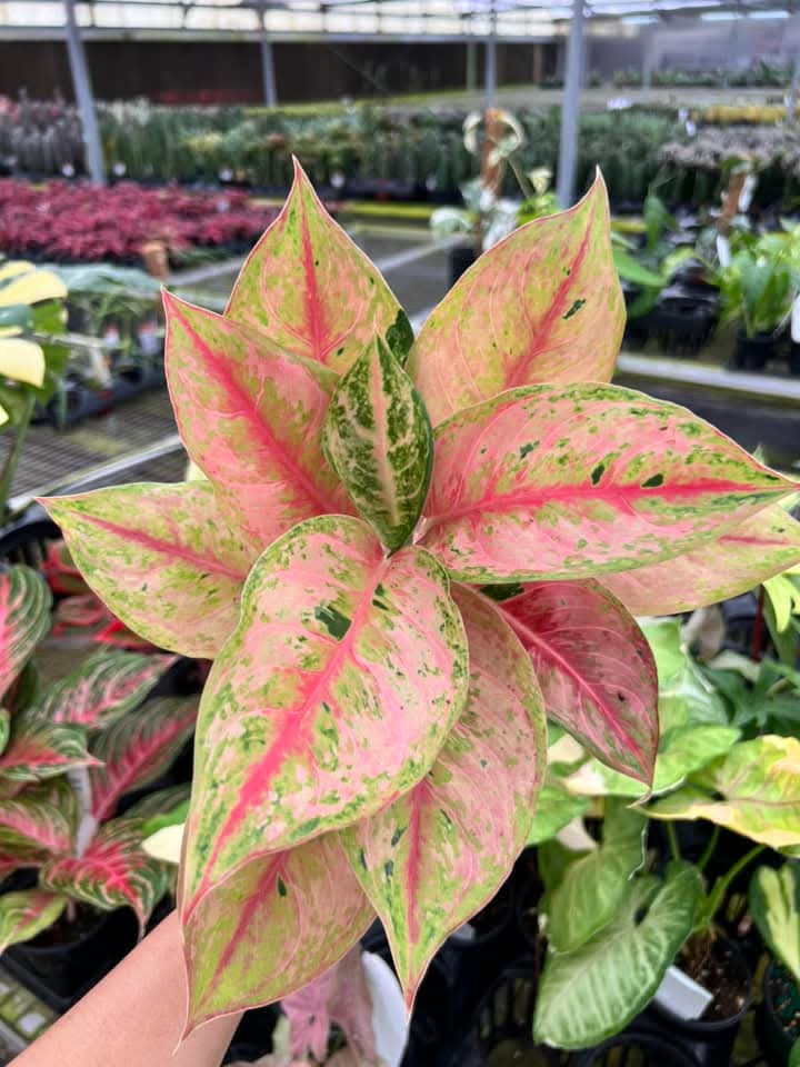 Aglaonema Light of diamond "4