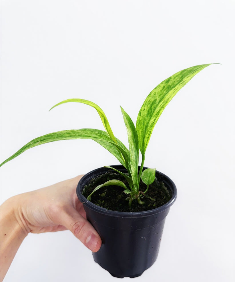 Anthurium Vittarifolium Variegado "4
