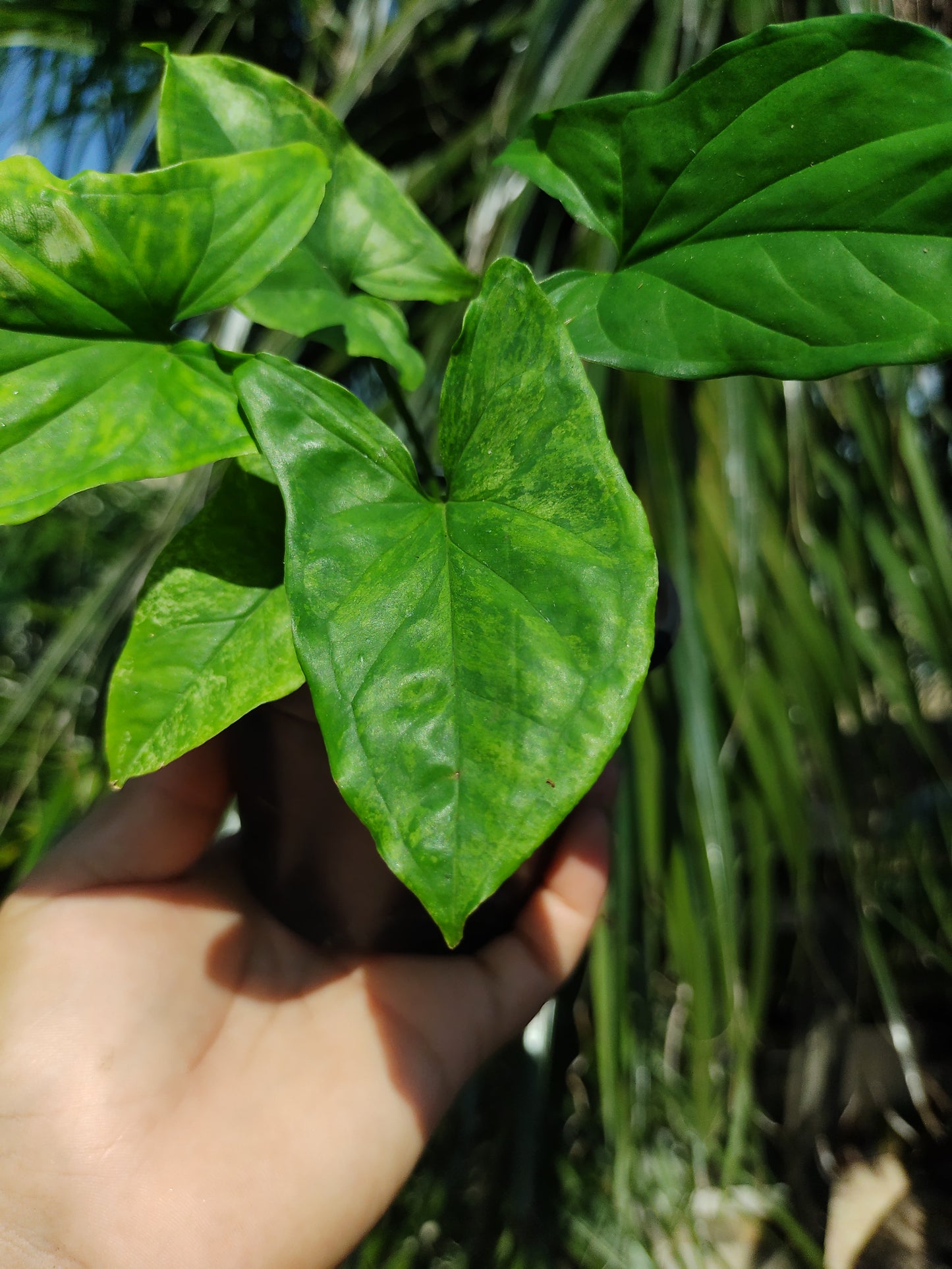 Syngonium Mojito "4 (REVERTIDO)