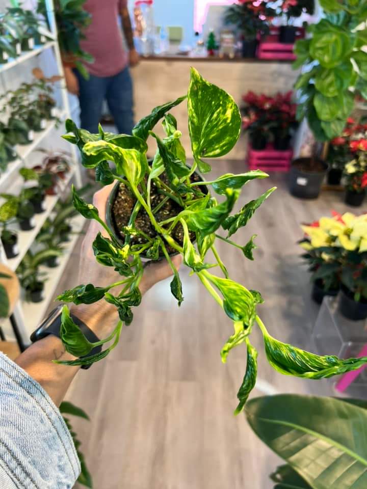 Epipremnum Aureum Shangri-La “4