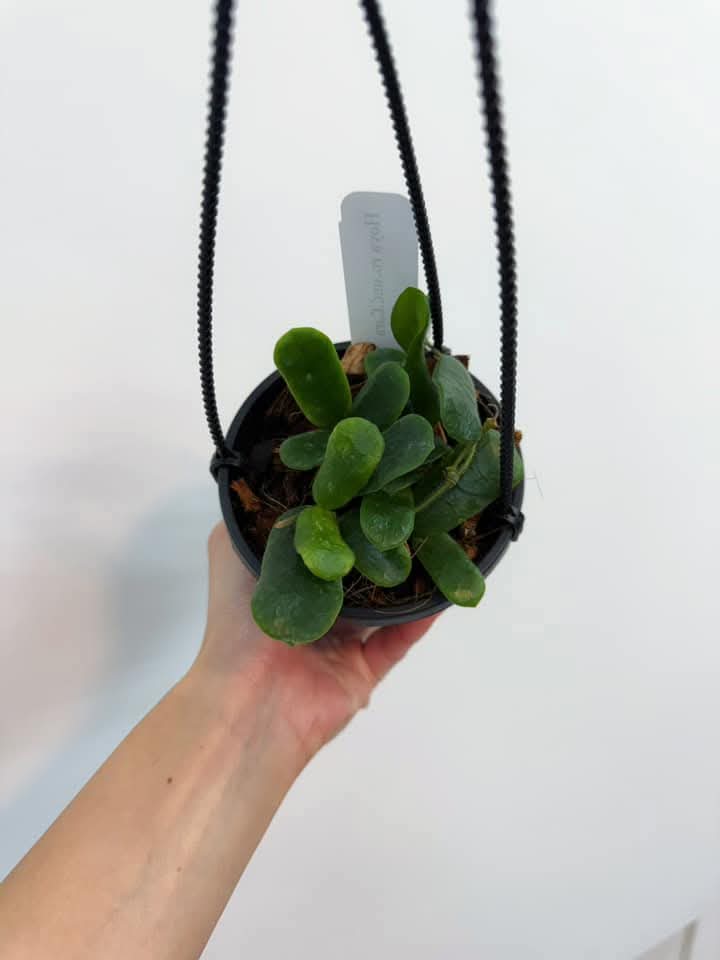 Hoya Rotundiflora "4