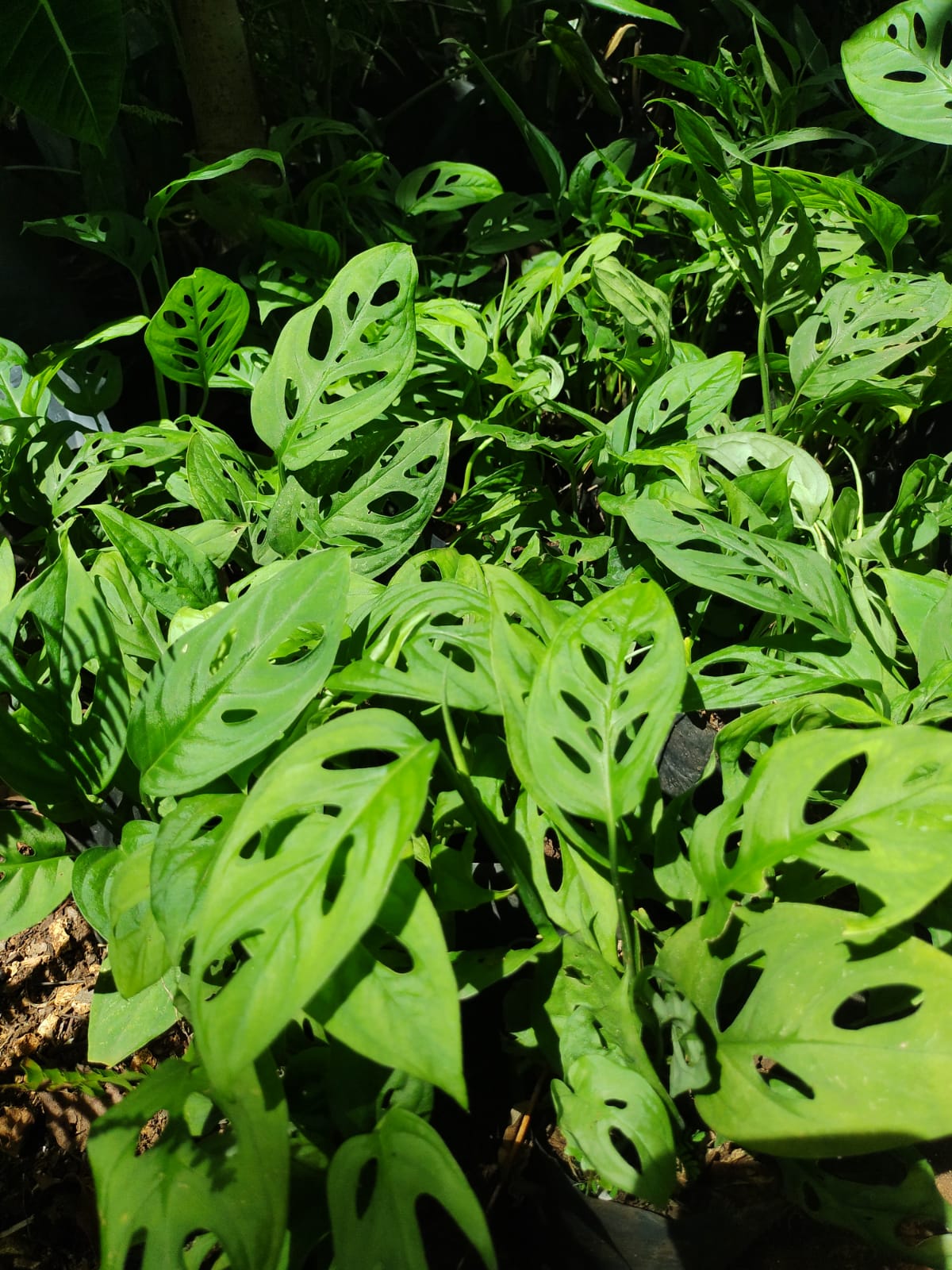 Paquete 10 pzas Monstera Adansonii