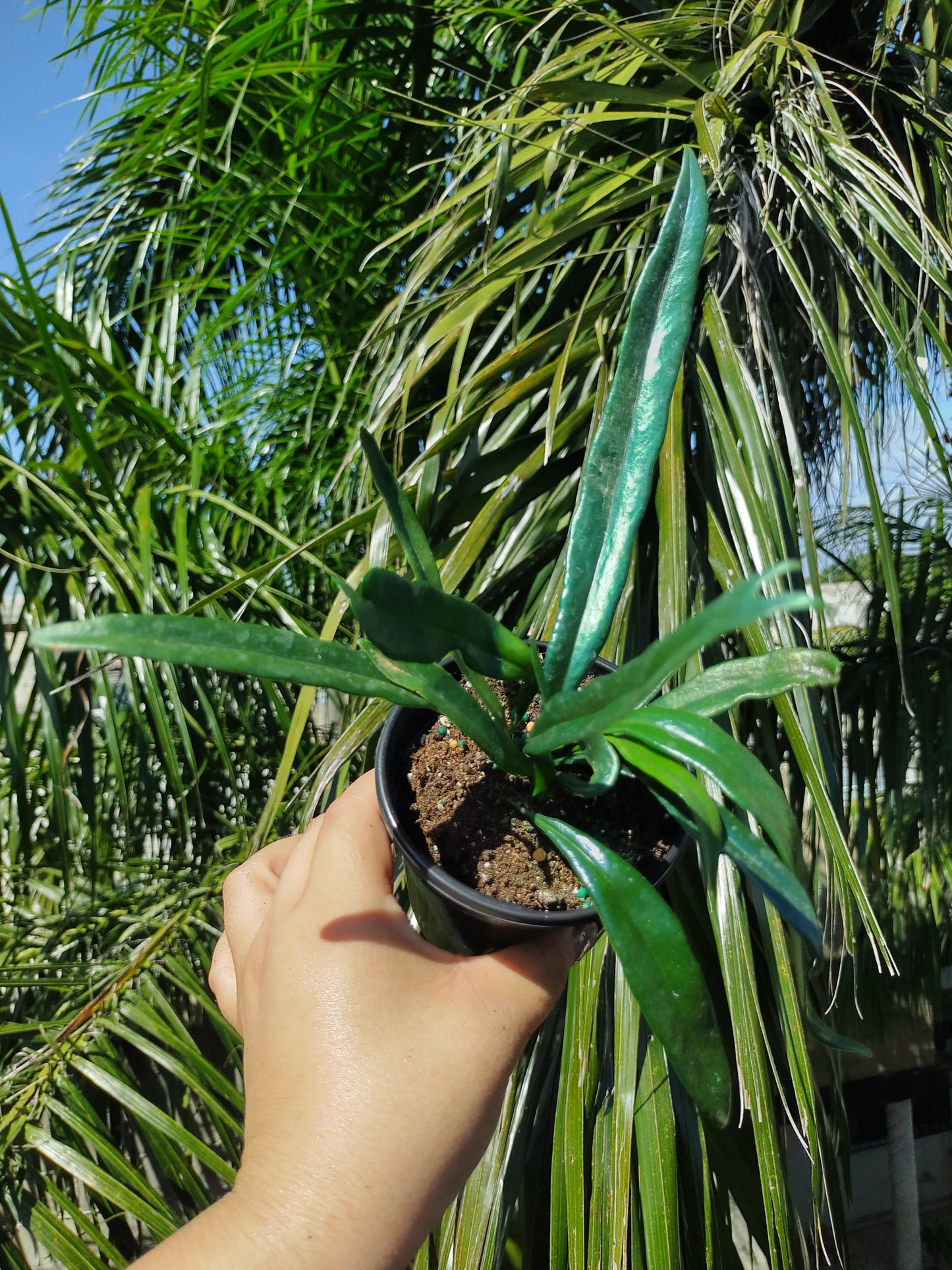 Microsorum Thailandicum Blue Oil Fern "4 (Helecho azul)
