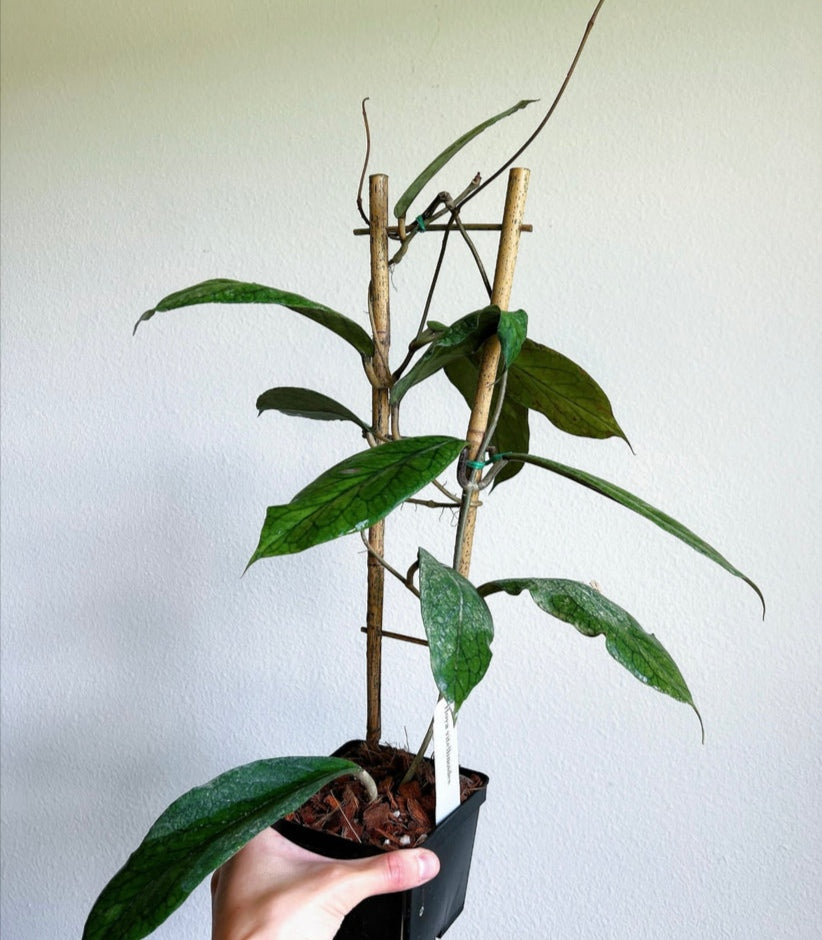 Hoya Vitellinoides "4