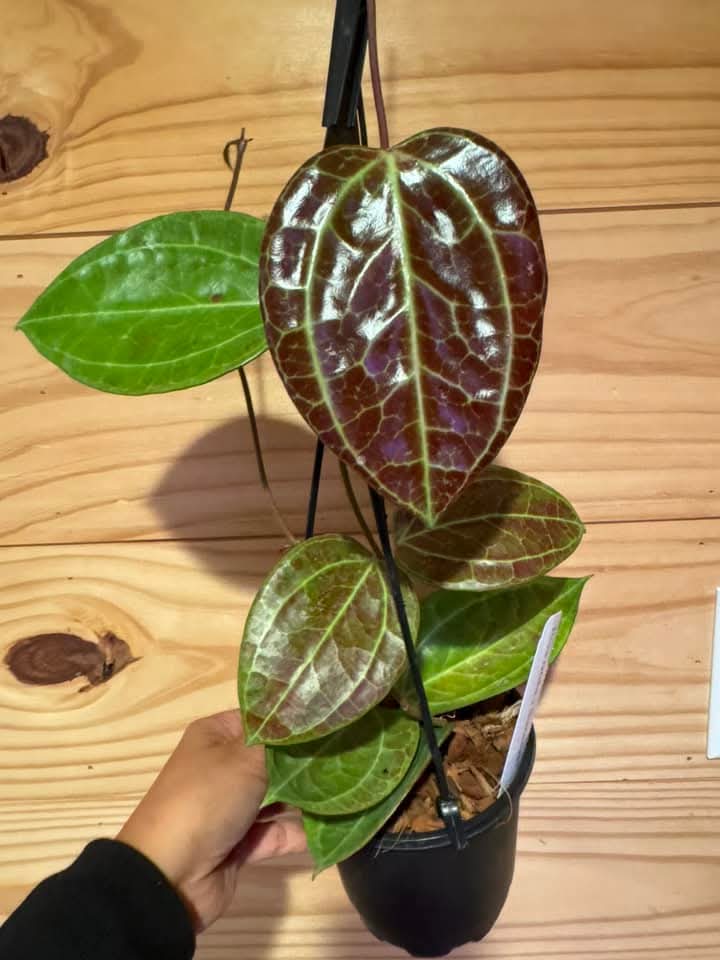 Hoya Sarawak "5
