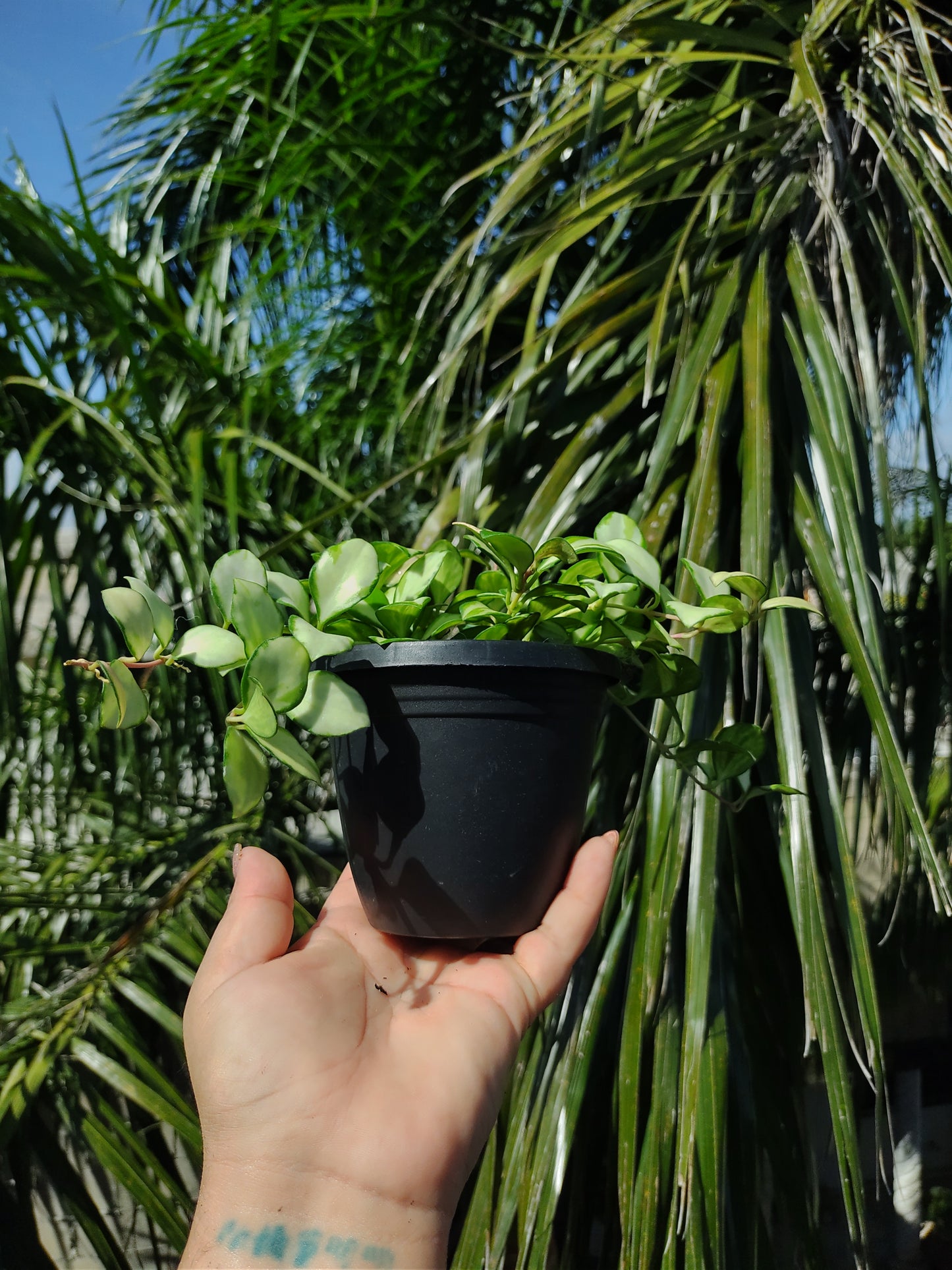 Hoya Heuschkeliana Variegada "4