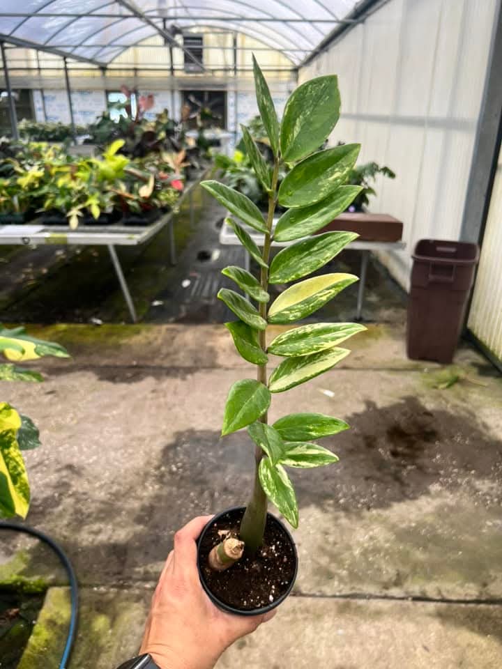 Zamioculca Zamiifolia Variegada “4