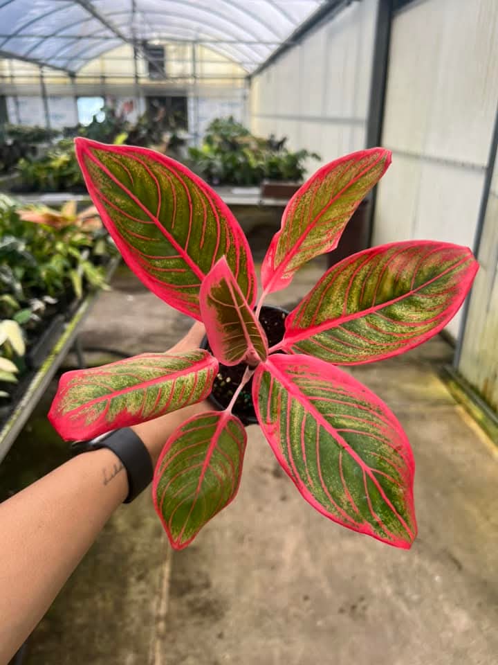 Aglaonema Khanza "4