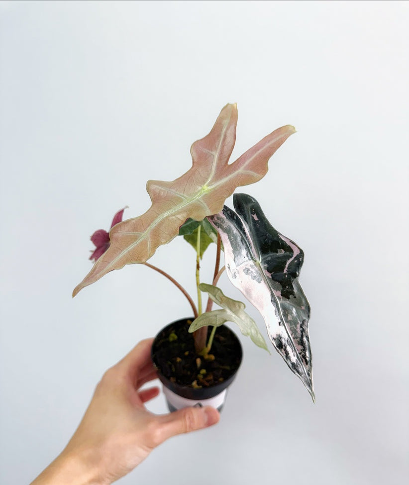 Alocasia Nobilis Pink Variegada "4