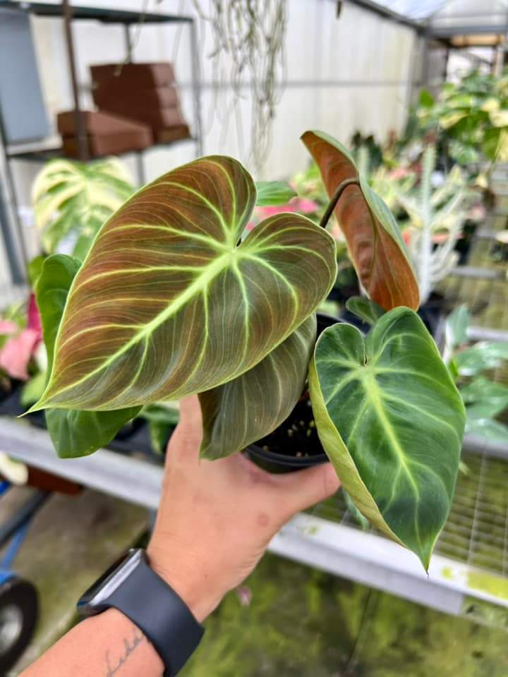 philodendron luxurians choco red Philodendron Choco red "4 – tellevotuplanta