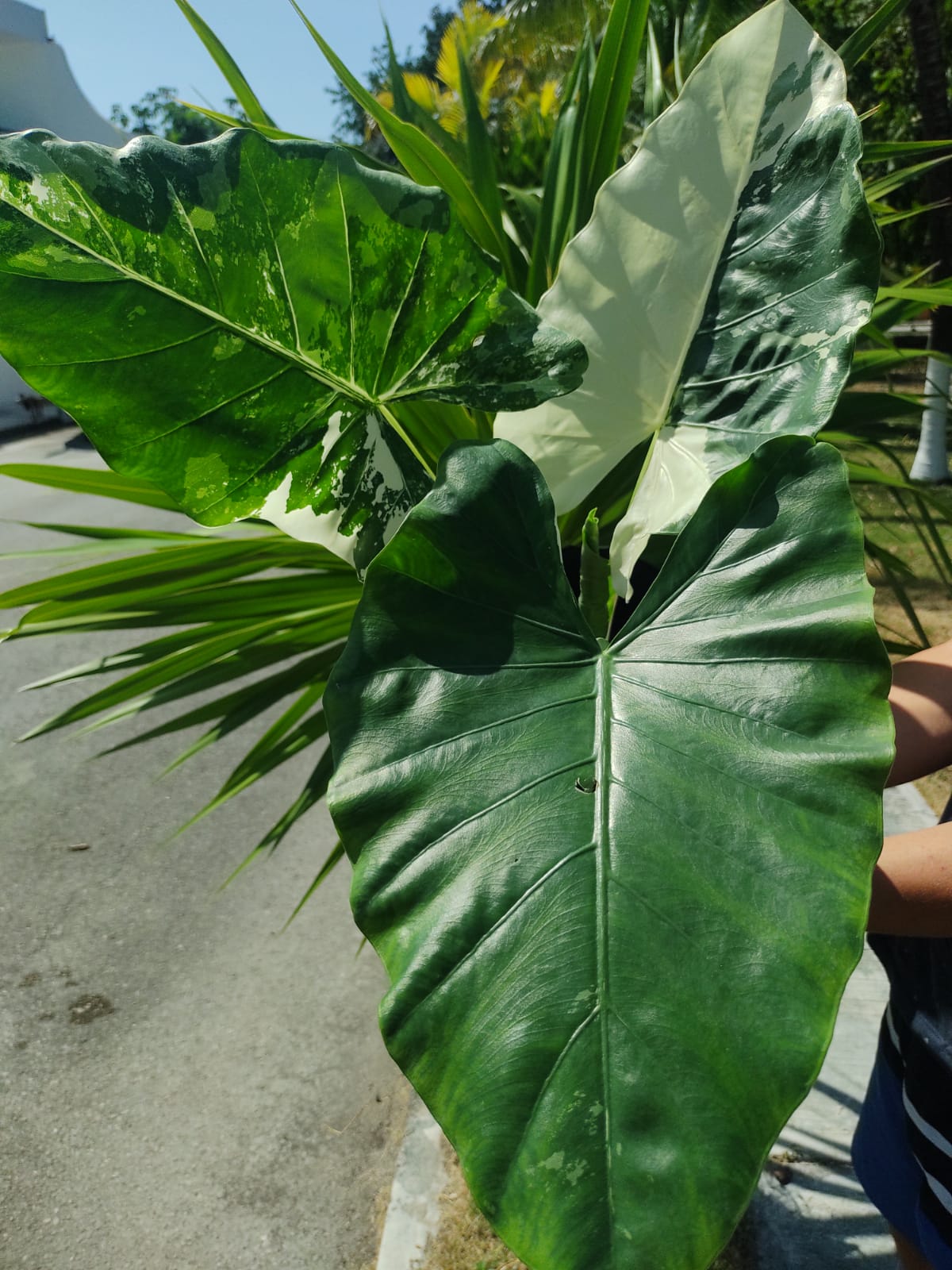 Alocasia Machrorriza Variegada