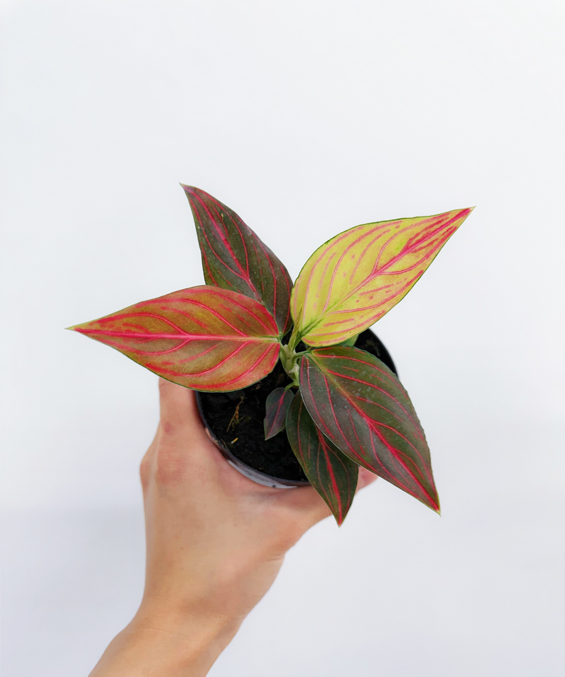 Aglaonema Red Vain "4