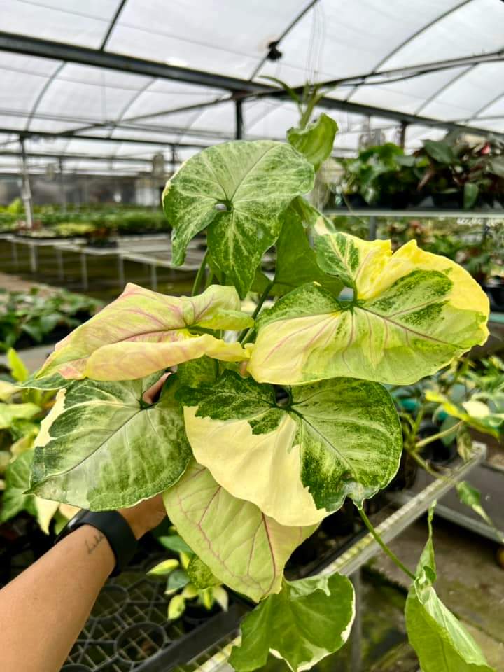 Syngonium Orm Thong "5