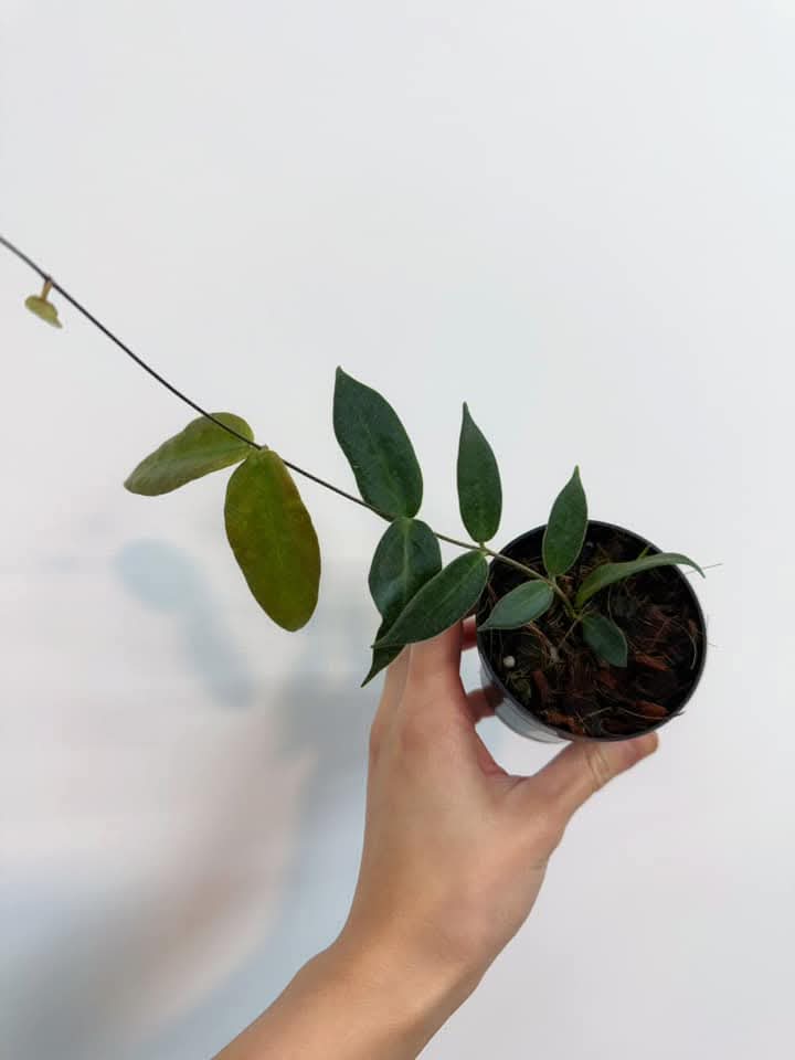 Hoya Patella (Flor rosa) "4