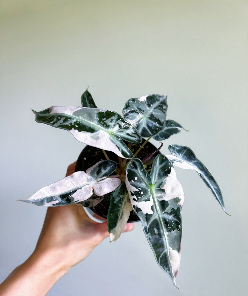 Alocasia Bambino Pink Variegada"4