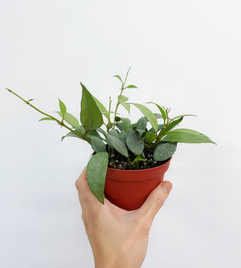 Hoya Lacunosa Mint"4