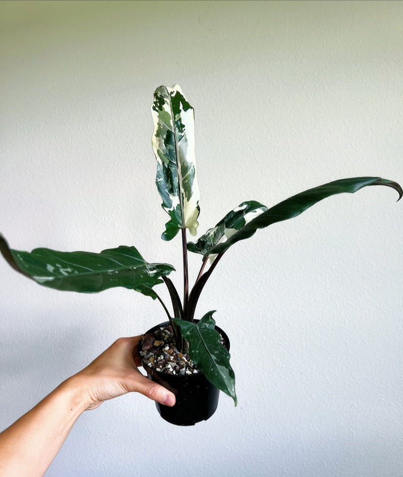 Alocasia Lauterbachiana Albo "4