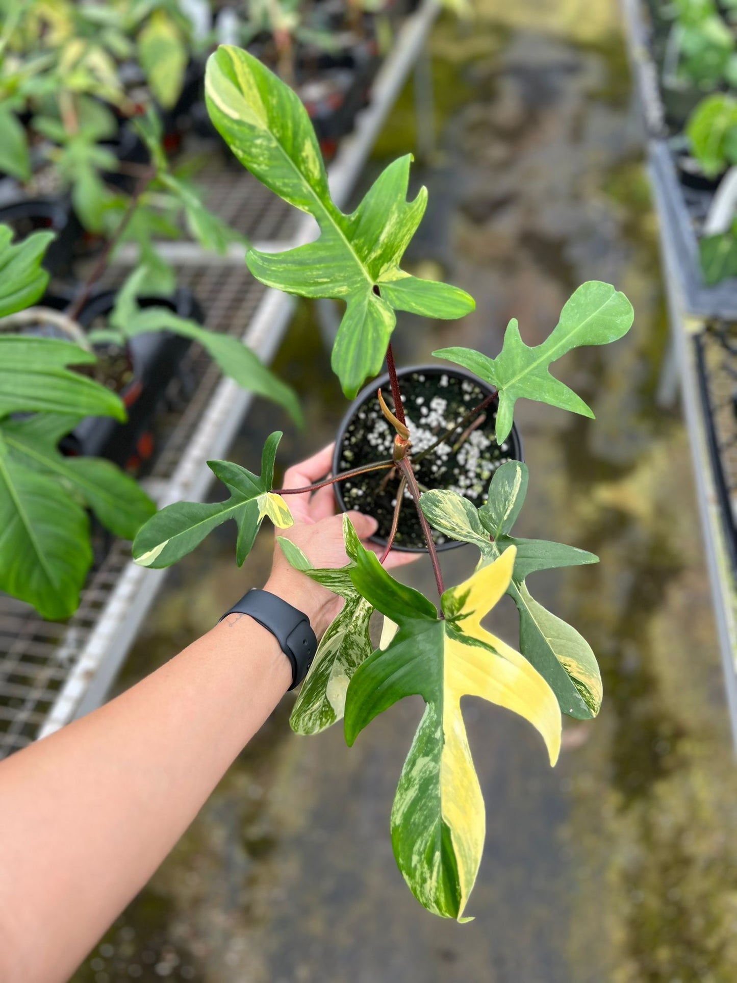 Philodendron Florida Beauty "5