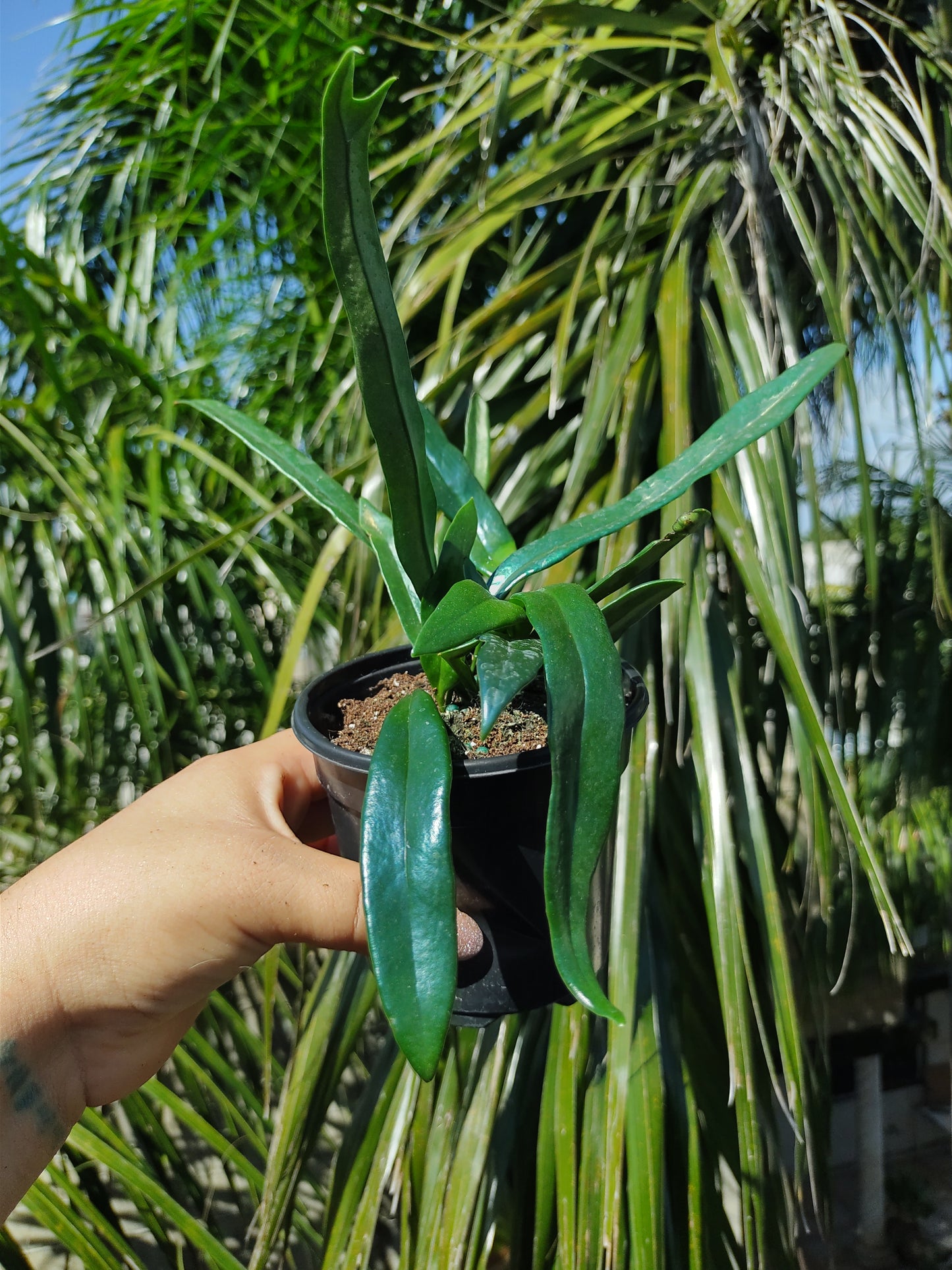 Microsorum Thailandicum Blue Oil Fern "4 (Helecho azul)