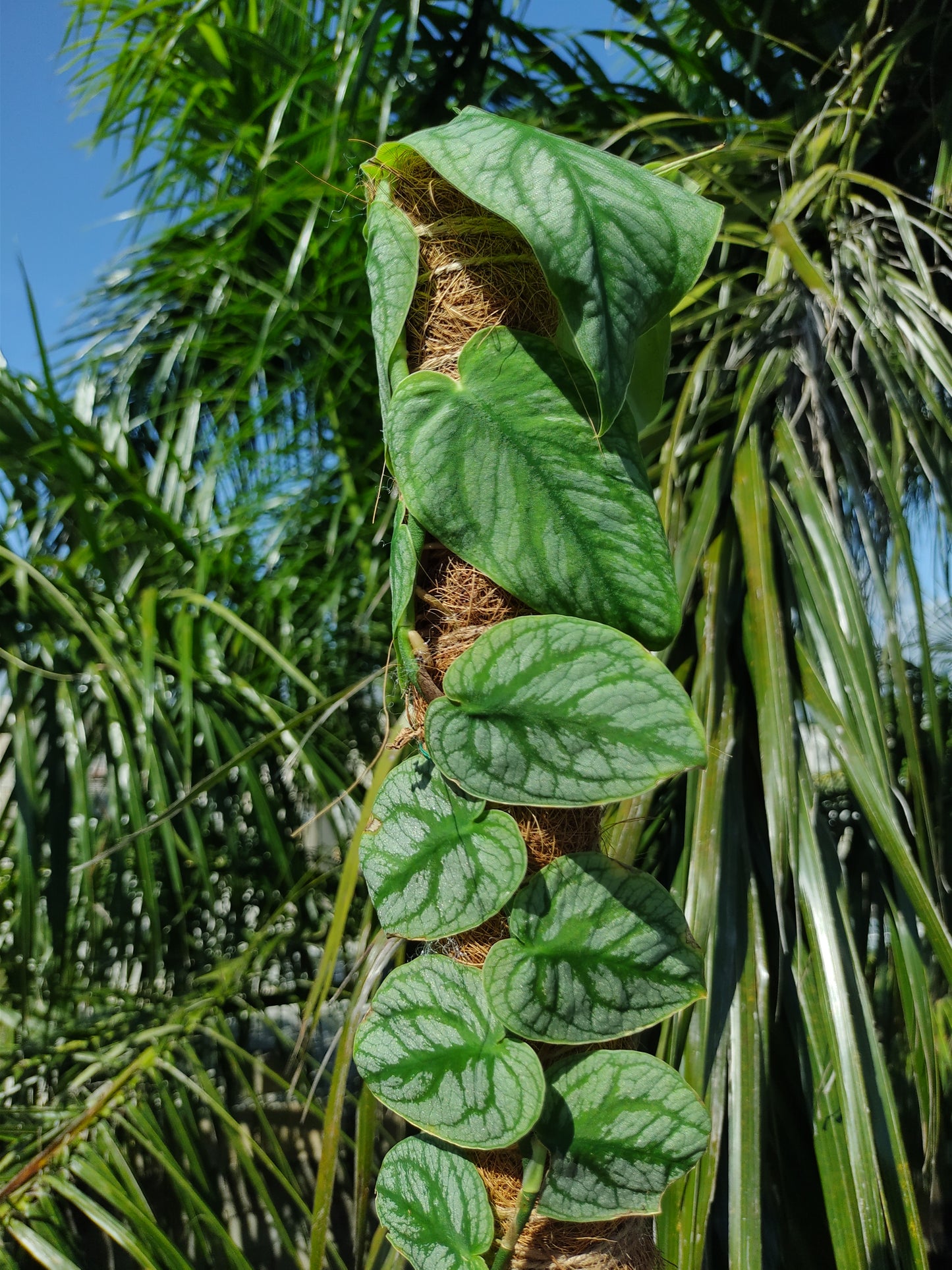 Monstera Dubia con tutor "4