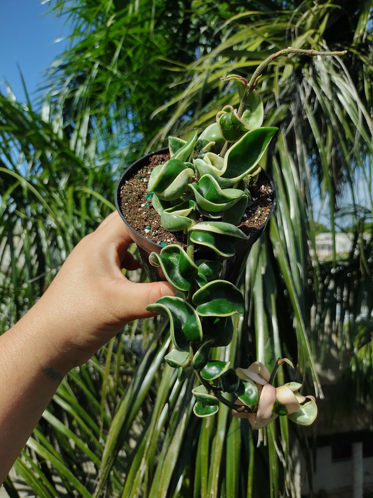 Hoya compacta Variegada "4