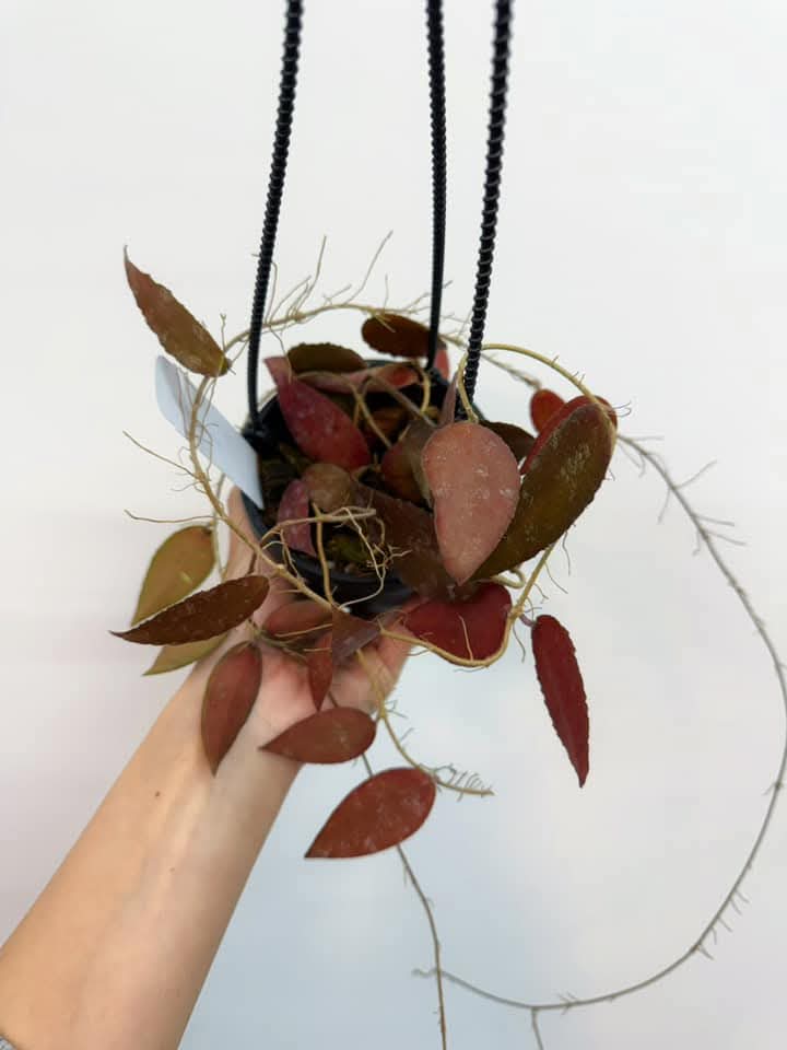 Hoya Caudata "4 (colgante)