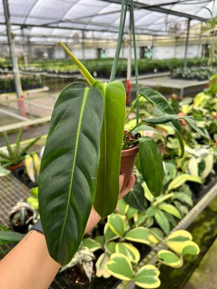 Philodendron Patriciae "6