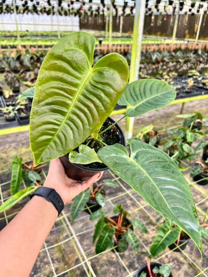 Anthurium Veitichii "5