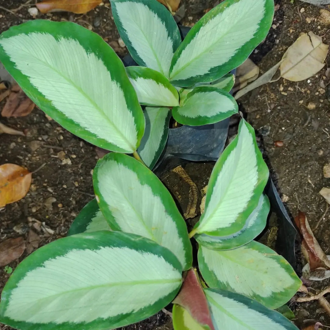 Paquete 10 pzas mix Calatheas