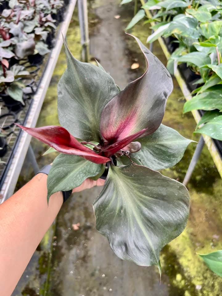 Philodendron Red Heart "4