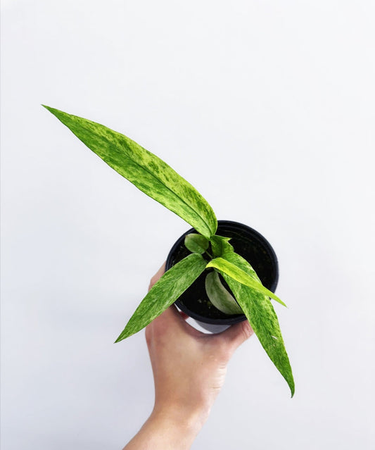 Anthurium Vittarifolium Variegado "4