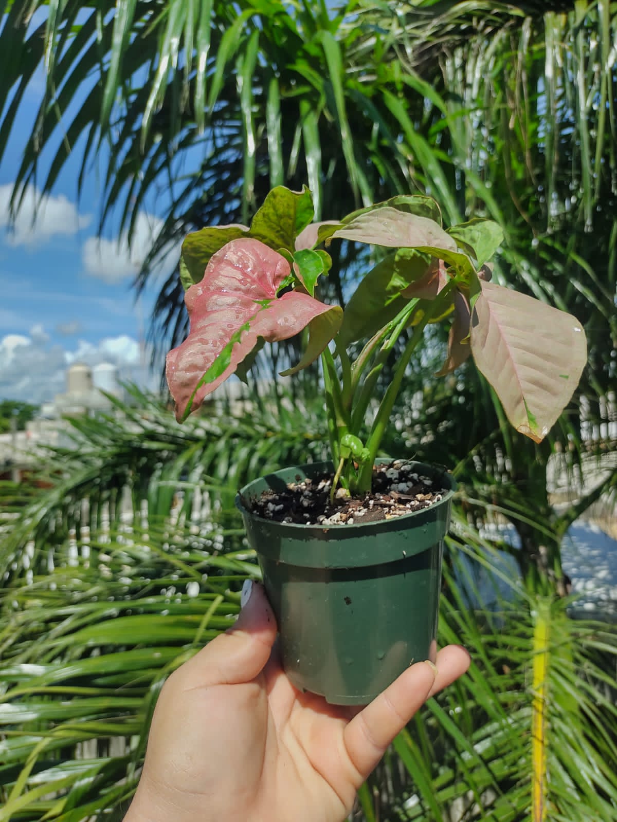 Syngonium pink lava “4